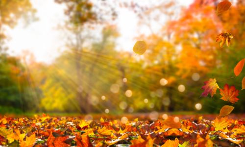 Slowing Down: Learning to Live Within My Limits