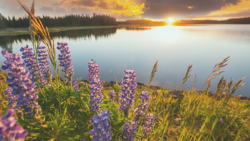 Embracing the In-Between: The Power of Seasonal Pauses