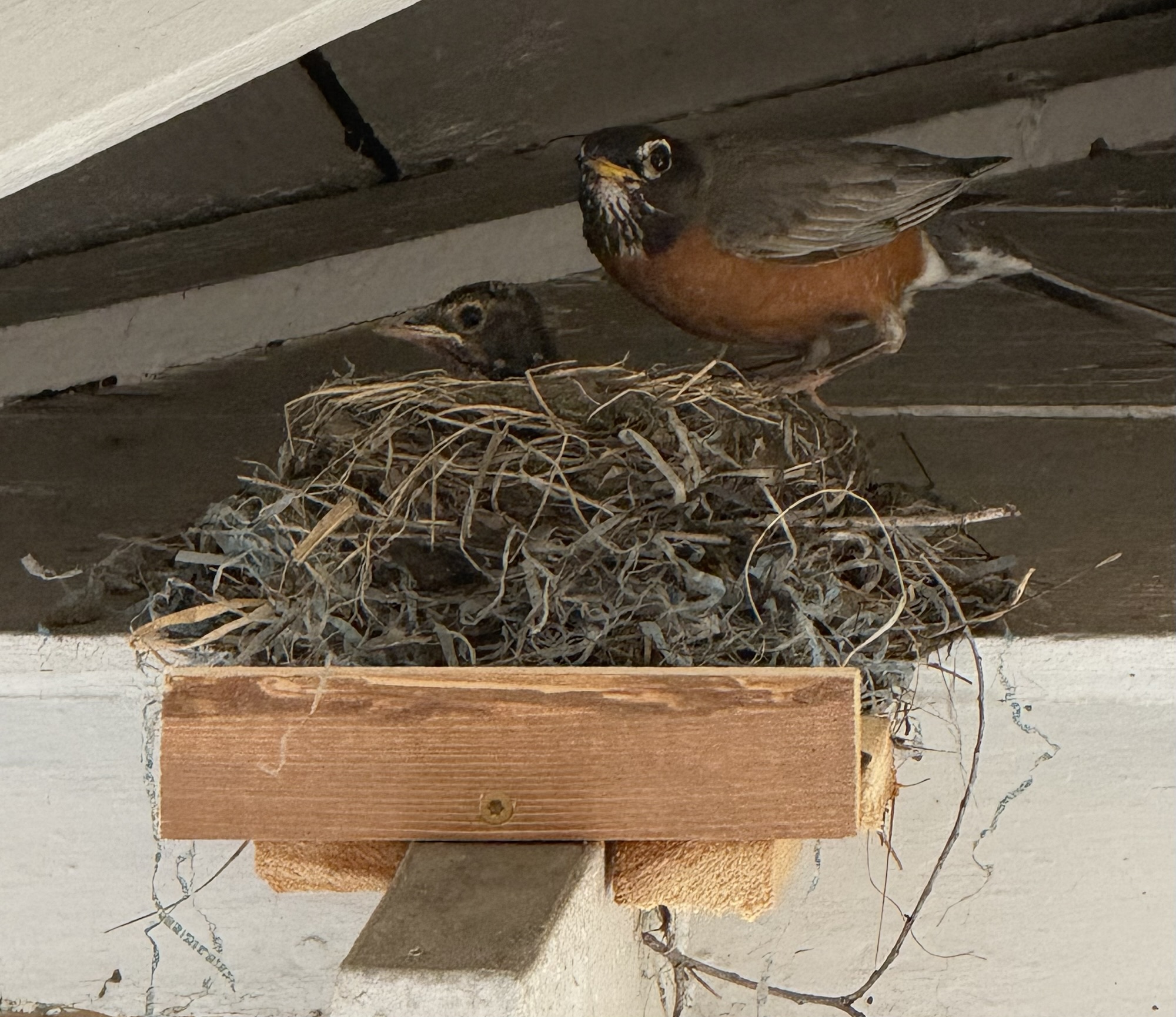 The Robin, the Crow, and the Release